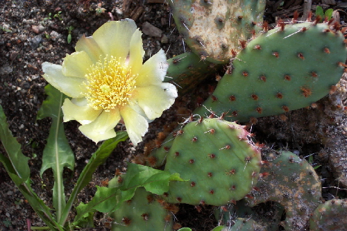 opuntia macrorhiza v.riograndensis